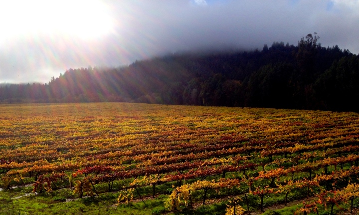 A gorgeous Fall day in the Russian River Valley
