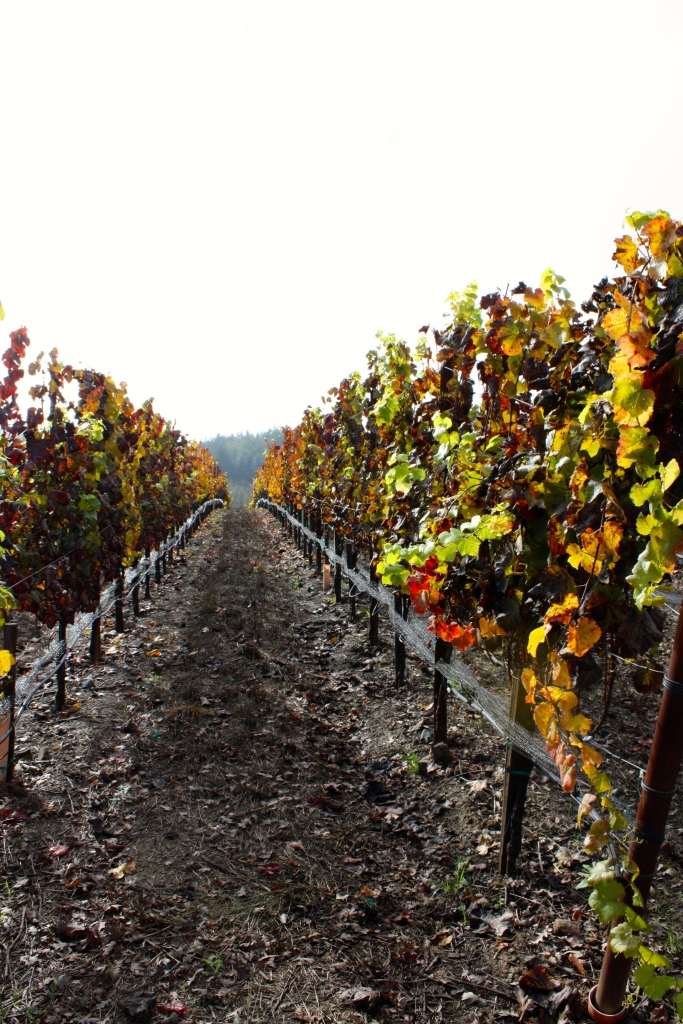 Fall colors in the Williams Selyem Estate Vineyards