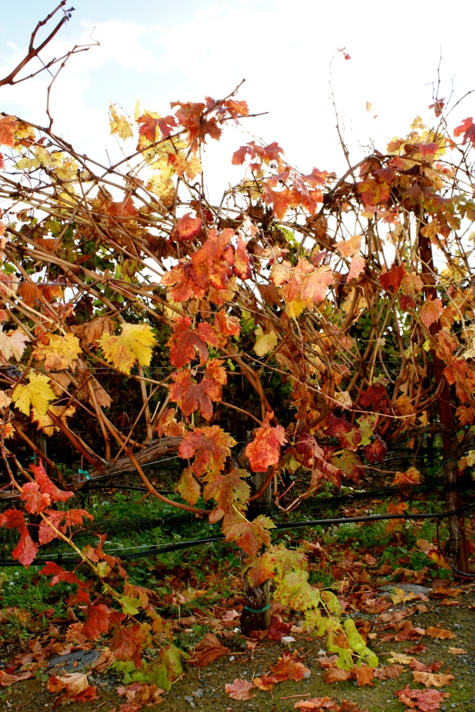 Fall colors in the Williams Selyem Estate Vineyards