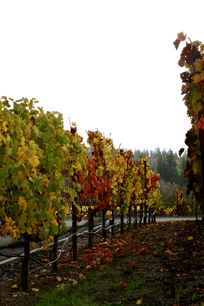 Fall colors in the Williams Selyem Estate vineyards