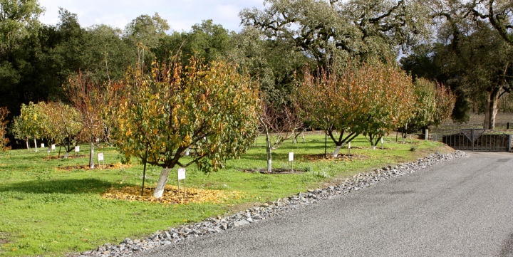 Fruit orchards line the driveway up to the Williams Selyem Winery
